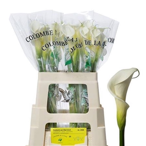 Zan Colombe Wit (calla)