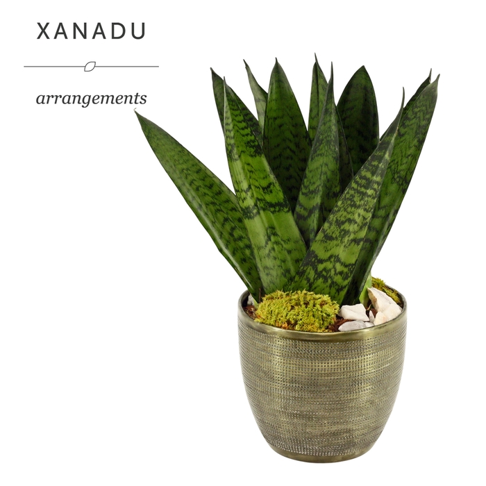 <h4>Xanadu Boston</h4>