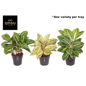 Aglaonema Green Surprise Tray