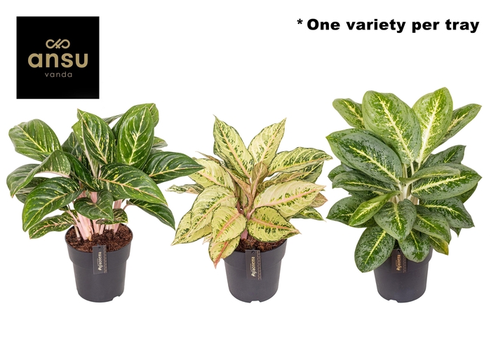 <h4>Aglaonema Green Surprise Tray</h4>