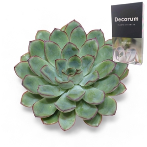 Echeveria Pulidonis Grey Cutflower