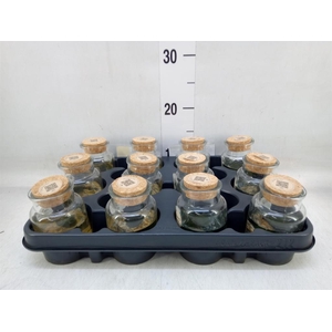 Arr.   Waterplanten L%