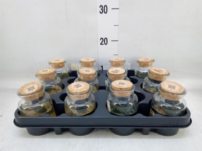 <h4>Arr.   Waterplanten L%</h4>