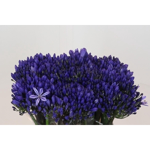 Agapanthus EYFORI Blue