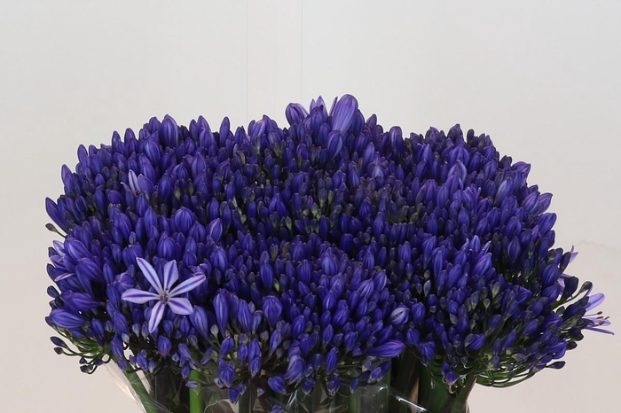 <h4>Agapanthus EYFORI Blue</h4>