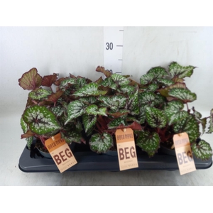 Begonia BD 'MagicColours Bostella'