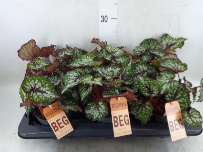 <h4>Begonia BD 'MagicColours Bostella'</h4>