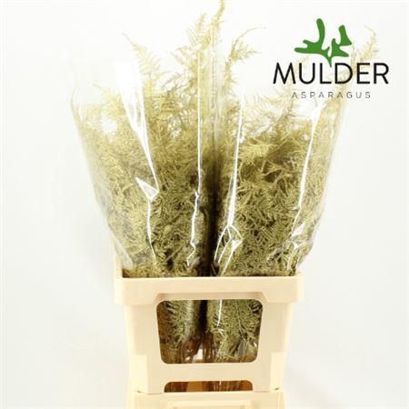 Asp Klb H% Extra Veren Gold