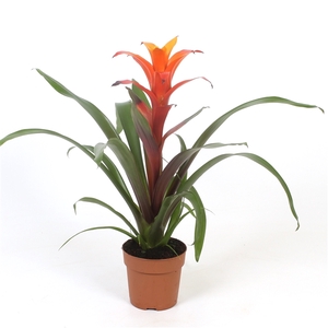 Guzmania Variada