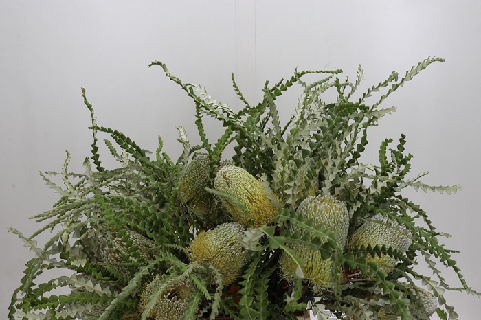 <h4>Banksia Speciosa</h4>