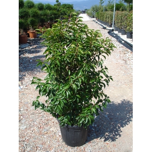 Prunus lusitanica
