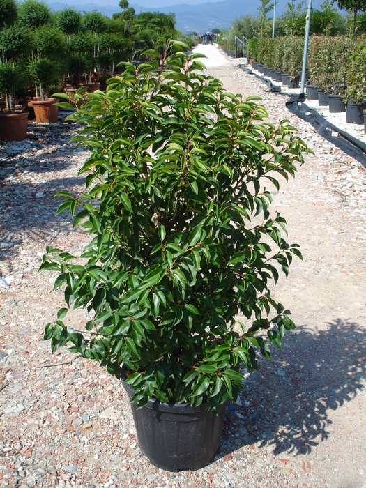 <h4>Prunus lusitanica</h4>