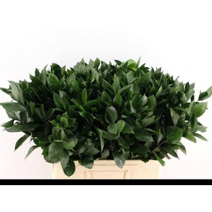 Leaf ruscus