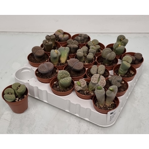 LITHOPS