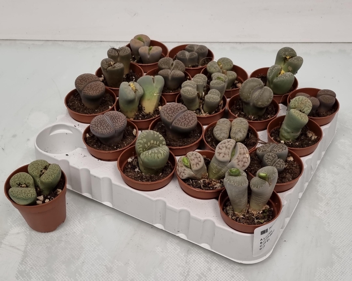 <h4>LITHOPS</h4>