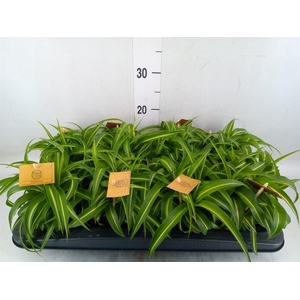 Chlorophytum com. 'Bonnie'