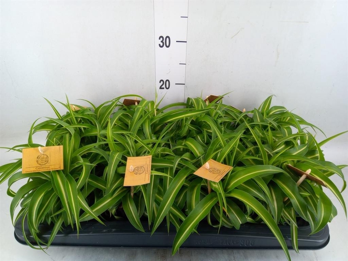 <h4>Chlorophytum com. 'Bonnie'</h4>