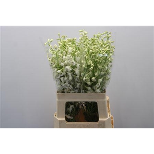 Delph En Be An White 60cm