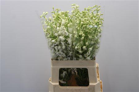 <h4>Delph En Be An White 60cm</h4>