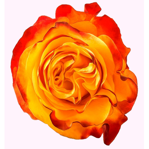 R Gr Sunset X-Pression Bicolor  50cm EC