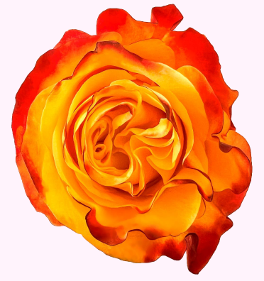 <h4>R Gr Sunset X-Pression Bicolor  50cm EC</h4>