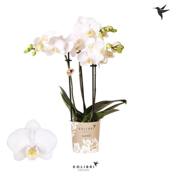 <h4>Kolibri Orchids Phalaenopsis Alaska 3 spike</h4>