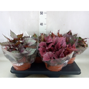 Begonia BD 'Beleaf'   ...mix
