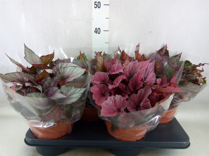 <h4>Begonia BD 'Beleaf'   ...mix</h4>