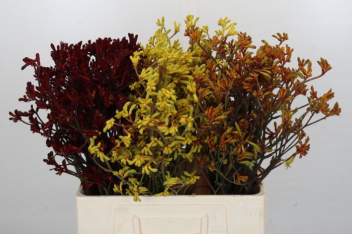 <h4>Anigozanthos Bush 3 kleur mix</h4>