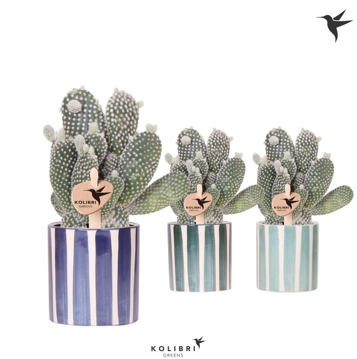 <h4>Kolibri Greens Opuntia white in Painted Stripe pot blue mix</h4>