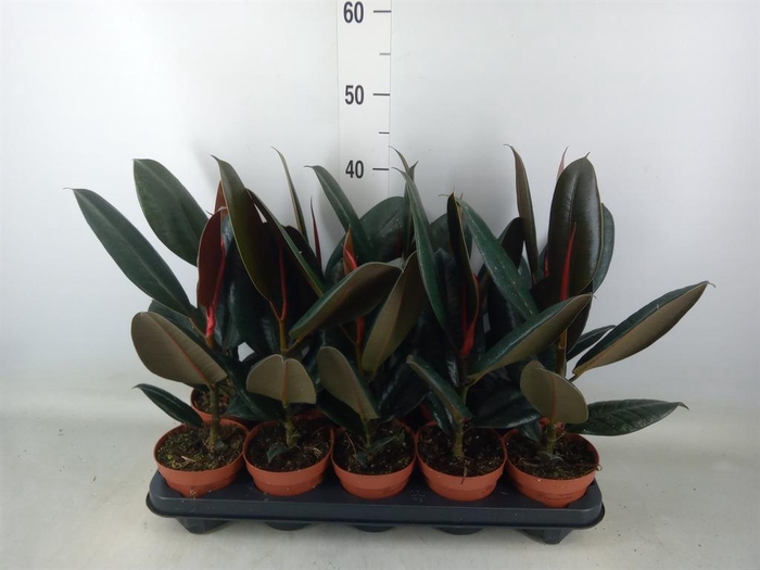 <h4>Ficus elastica 'Abidjan'</h4>