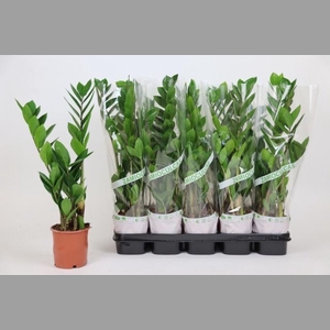 ZAMIO ZAMIIFOLIA