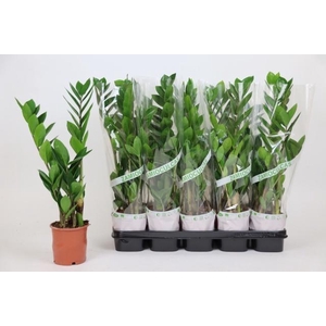 ZAMIO ZAMIIFOLIA