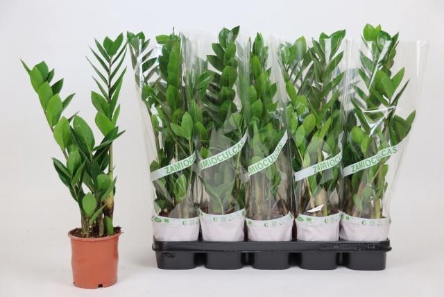 <h4>ZAMIO ZAMIIFOLIA</h4>