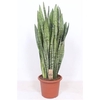 Sansevieria Zeylanica