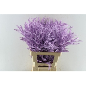 Grevillea Ivanhoe Milka