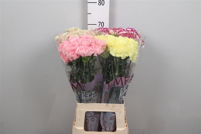 <h4>Di St Gem In Fust</h4>