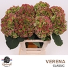 Hydrangea verena classic