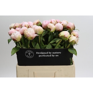 Paeonia Carl G. Klehm