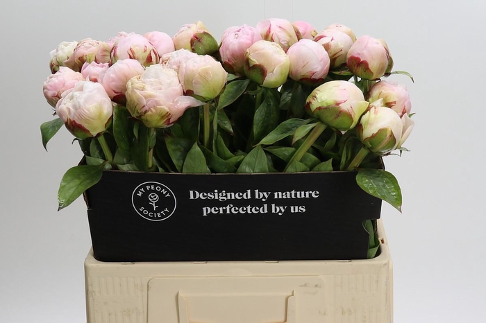 <h4>Paeonia Carl G. Klehm</h4>