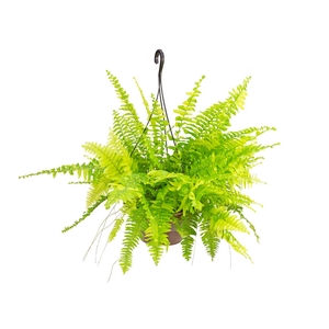 SAMAMBAIA MARIAH VARIEGATA C21