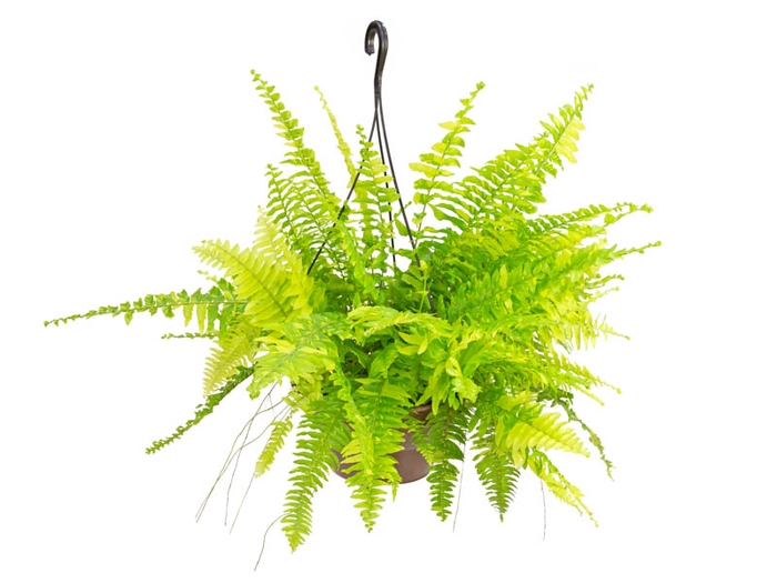 <h4>SAMAMBAIA MARIAH VARIEGATA C21</h4>