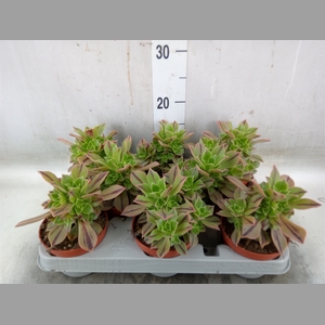 Aeonium   ...