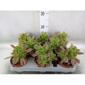 Aeonium   ...