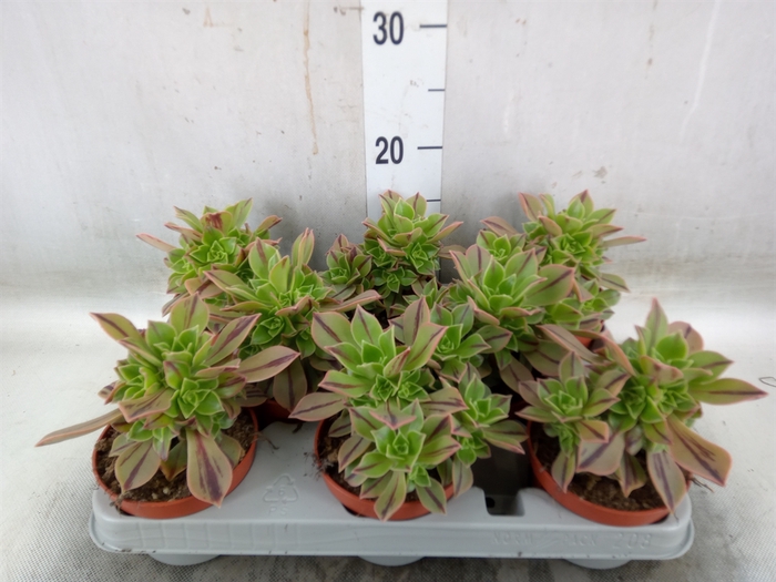 <h4>Aeonium   ...</h4>