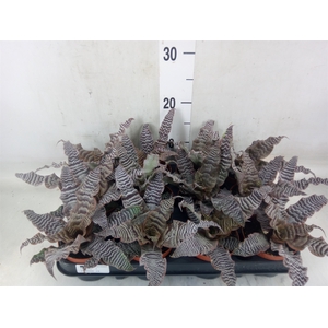 Cryptanthus zonatus