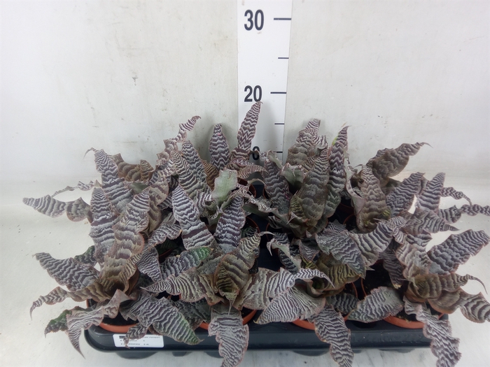 <h4>Cryptanthus zonatus</h4>