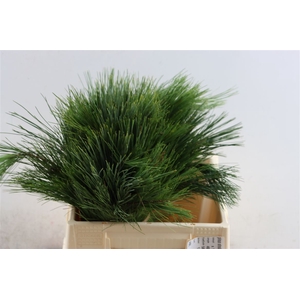 Pinus Strobus Keefer 40cm