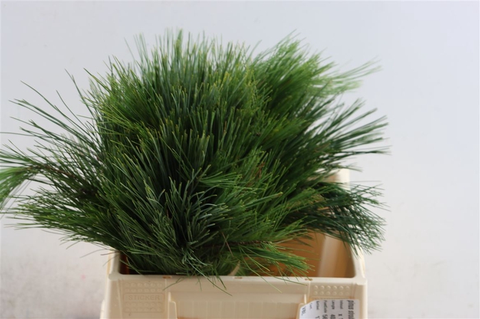 <h4>Pinus Strobus Keefer 40cm</h4>