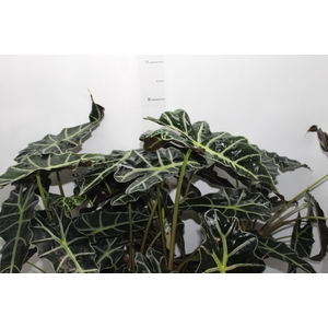 ALOCASIA POLLY P12